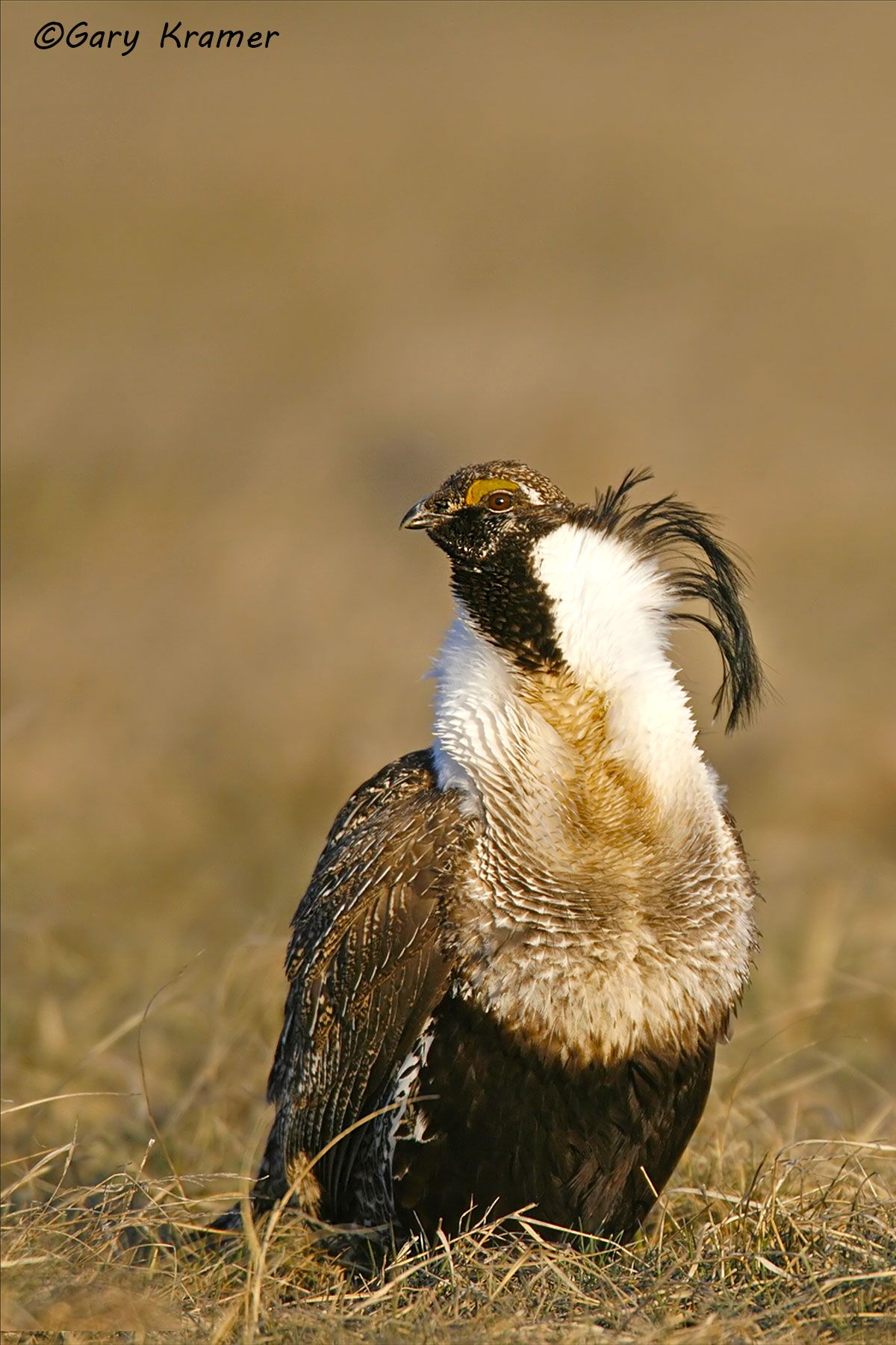Gunnison Sage Grouse (Centrocerus minimus) Gunnison Sage Grouse (Centrocerus minimus) - NBGGa#416(2)d