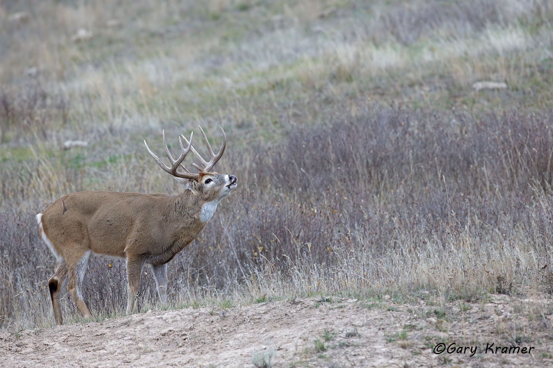 White-tailed Deer (Odocoileus virginianus) by GaryKramer.net, 530-934-3873, gkramer@cwo.com White-tailed Deer (Odocoileus virinianus) - NMDW#2891d