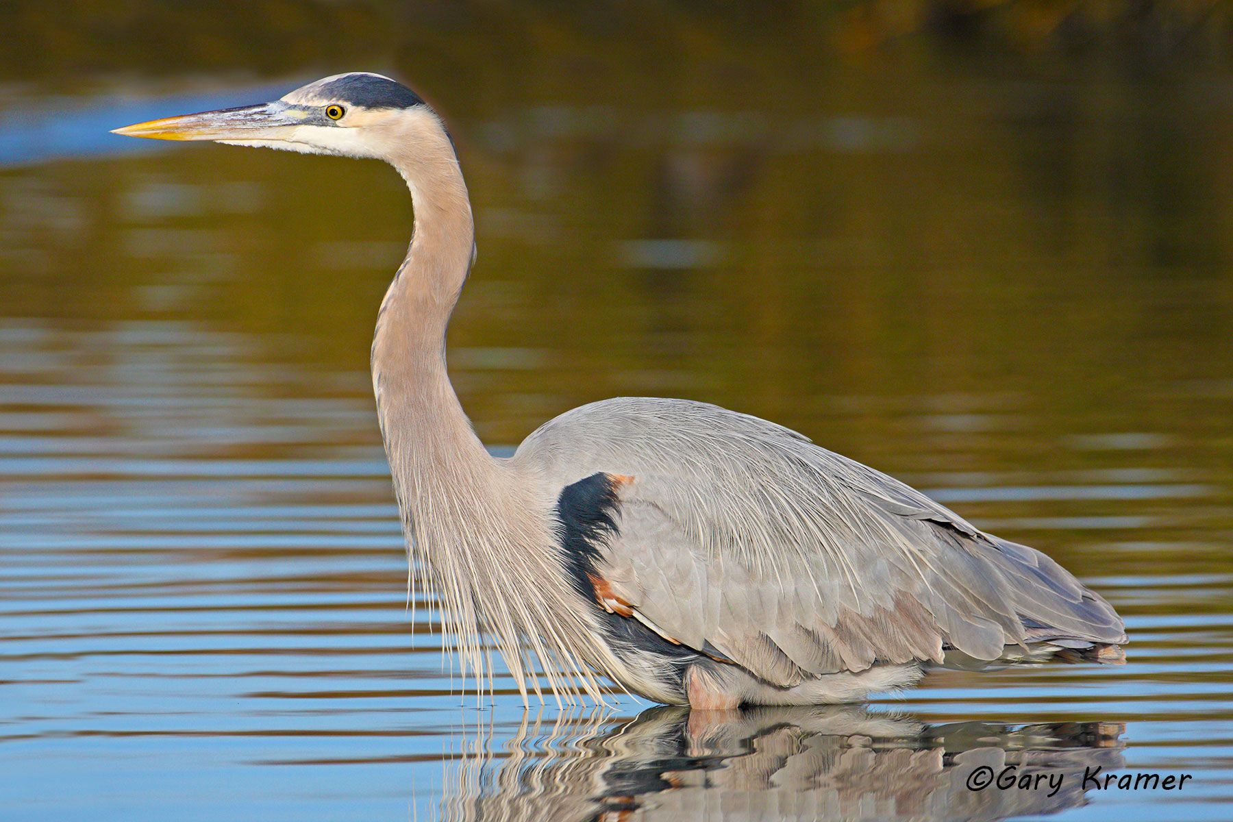 Great Blue Heron (Ardea herodias) Great Blue Heron (Ardea herodias) - NBHH#238d