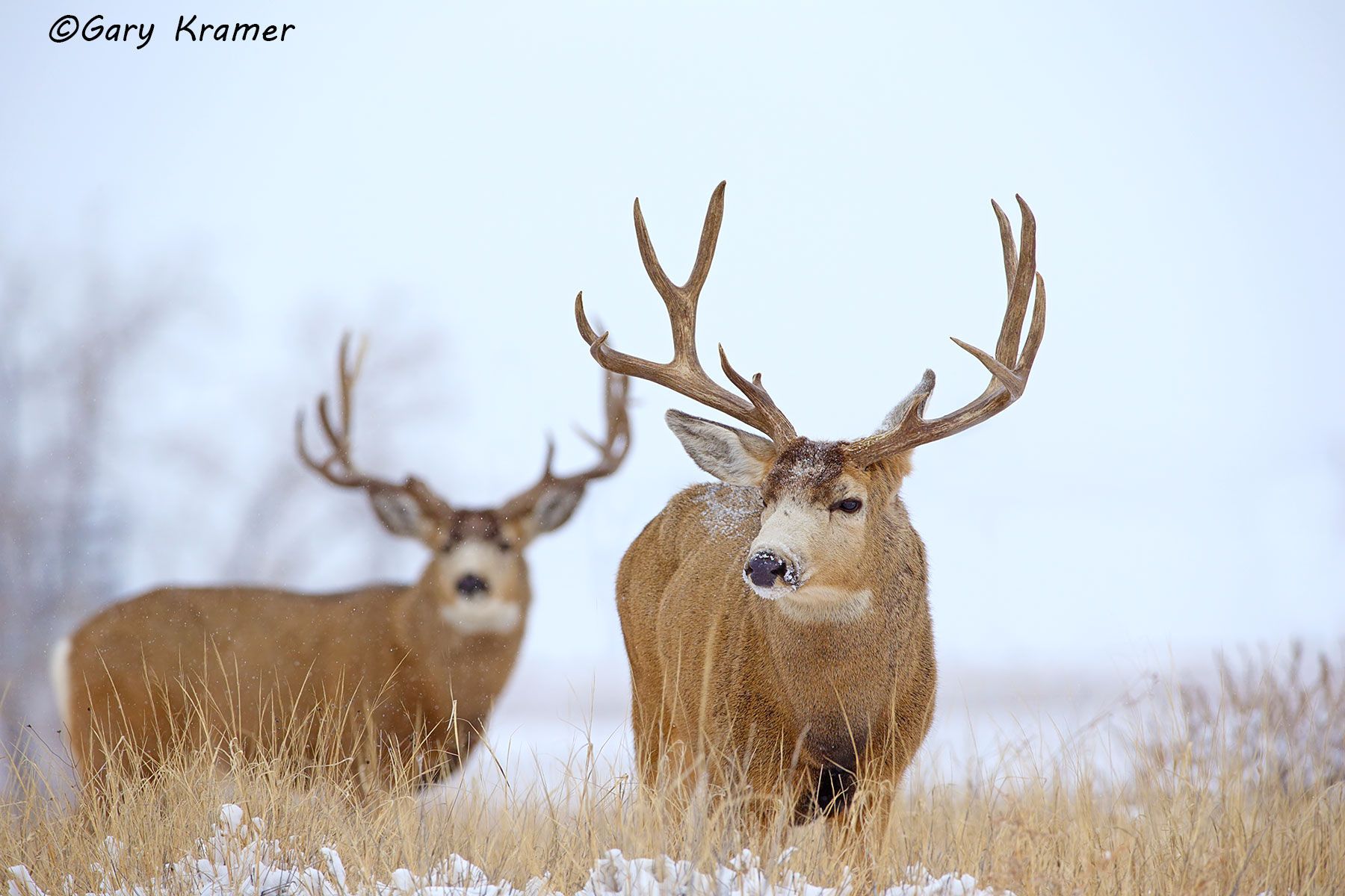 Mule Deer (Odocoileus hemionus hemionus) by GaryKramer.net, 530-934-3873, gkramer@cwo.com - Published: ASC Mule Deer Calendar 2015 Mule Deer (Odocoileus hemionus hemionus) - NMDM#1933d