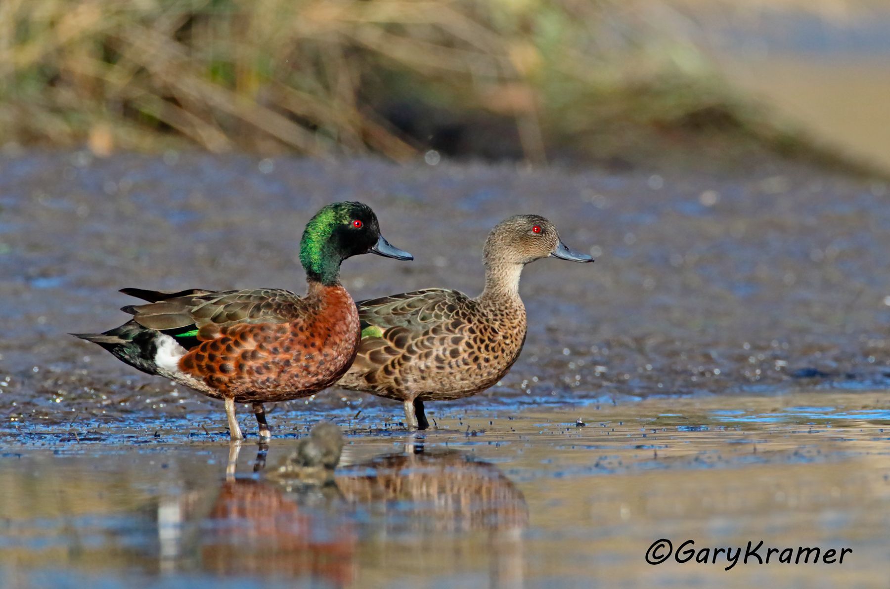 Chestnut Teal (Anas castanea)  Chestnut Teal (Anas castanea) - OBWCt#201d(2)