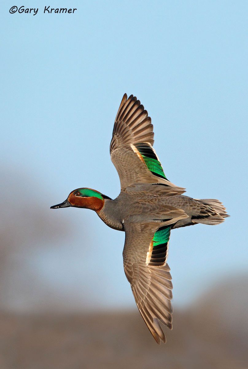 Green-winged Teal (Anas carolinensis) by GaryKramer.net, 530-934-3873, gkramer@cwo.com - Published: Delta Waterfowl Summer 2016 Green-winged Teal (Anas carolinensis) - NBWTg#1197d(2)