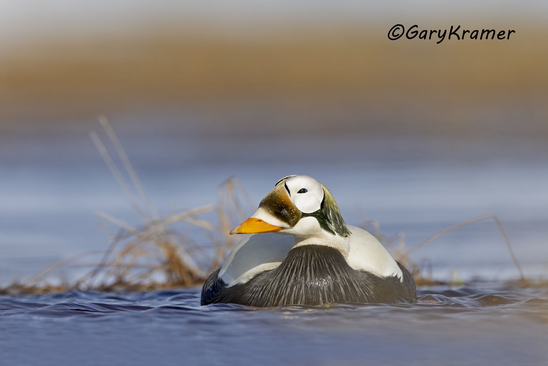 Spectacled Eider (Somateria fischeri) - NBWEs#1362d