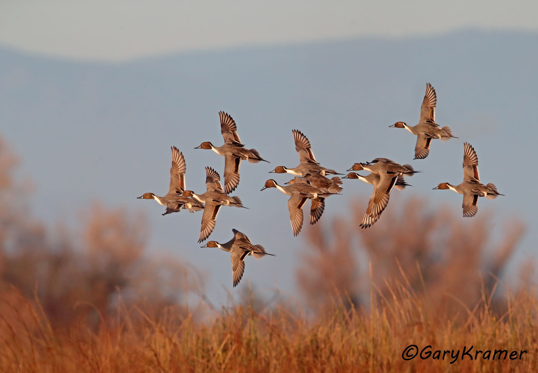 Northern Pintail (Anas acuta) - NBWP#8939d(2)
