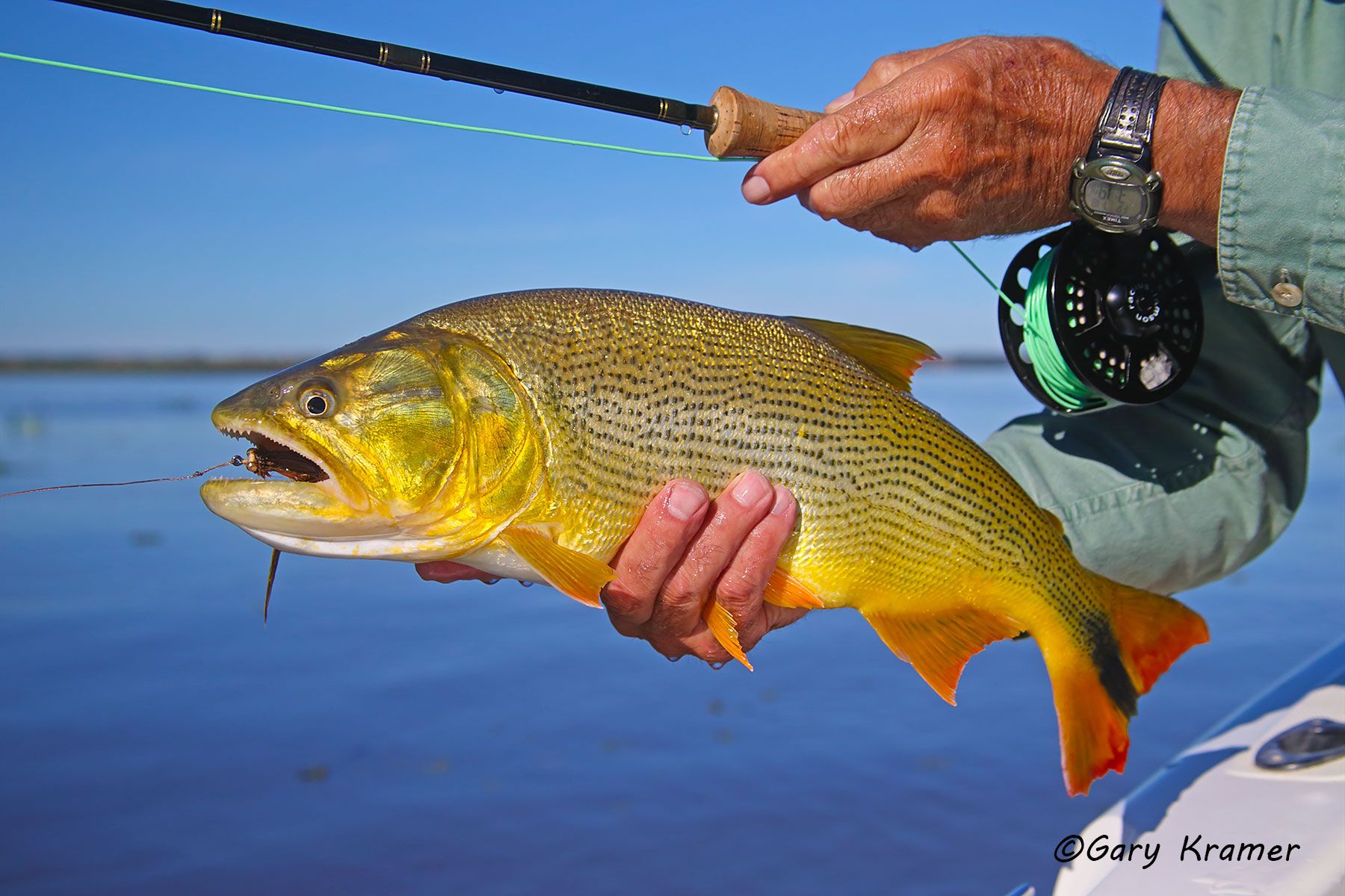 Golden Dorado & fly fishing tackle, Argentina/Uruguay Golden Dorado w/ flyfishing tackle, Argentina - SFDt#023d
