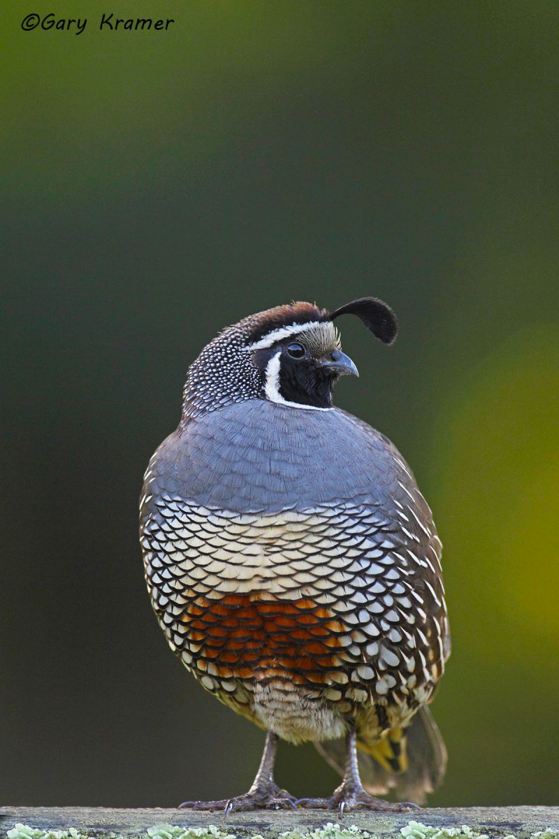 California Quail (Callipepla californica) - NBGQc#831d
