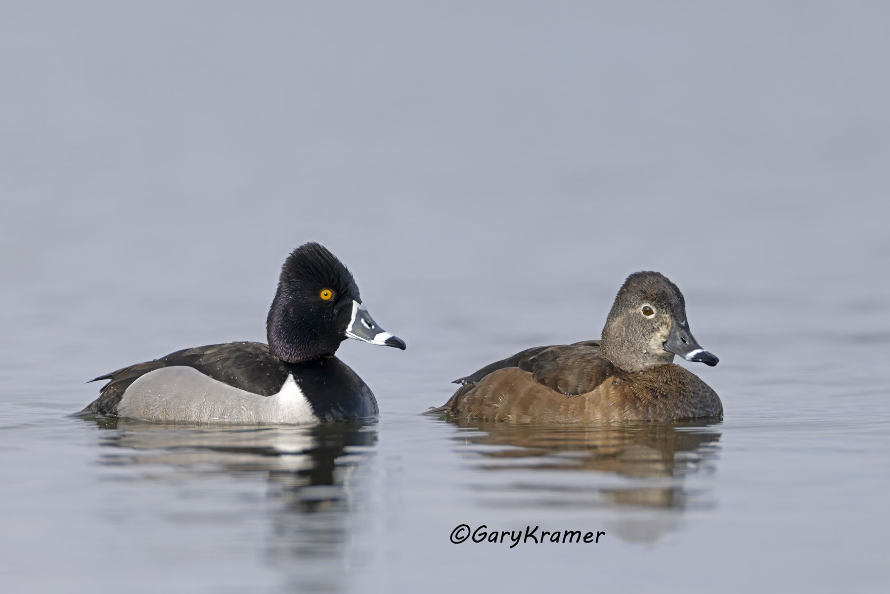 Ring-necked Duck (Aythya collaris) Ring-necked Duck (Aythya collaris) - NBWRn#1361d(2)