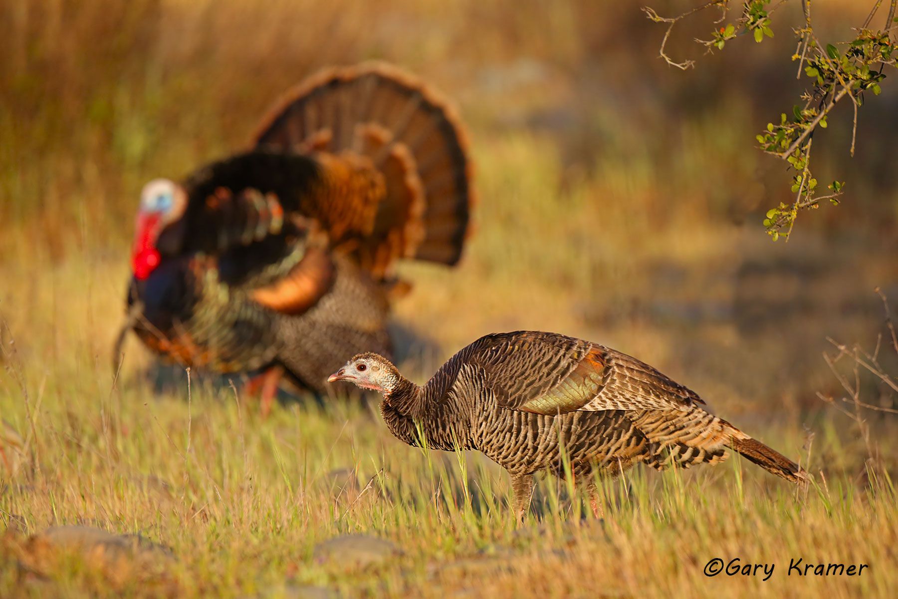 Wild Turkey (Rio Grande) (Meleagris gallopavo intermedia) by GaryKramer.net, 530-934-3873, gkramer@cwo.com Wild Turkey (Rio Grande) (Meleagris gallopavo intermedia) - NBGTr#3266d