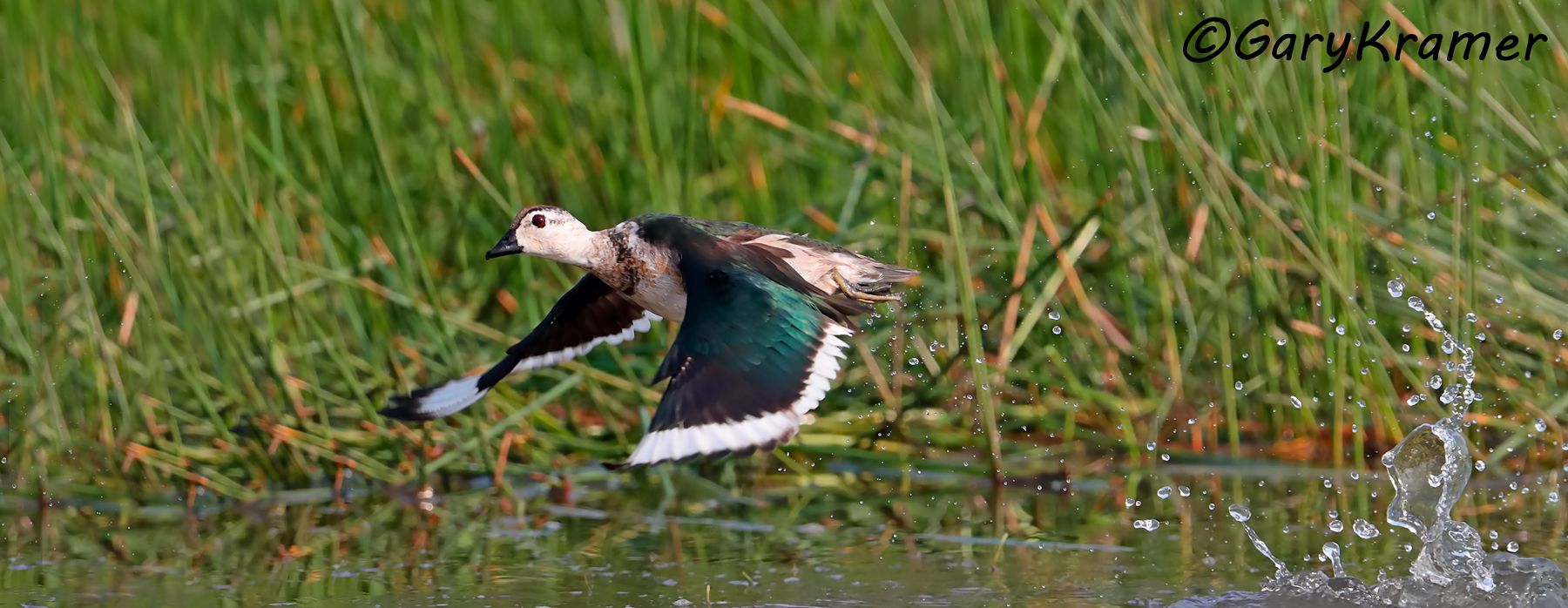 Cotton Pygmy Goose (Nettapus coromandelianus)  Cotton Pygmy Goose (Nettapus coromandelianus) - IBWGcp#098d(P)
