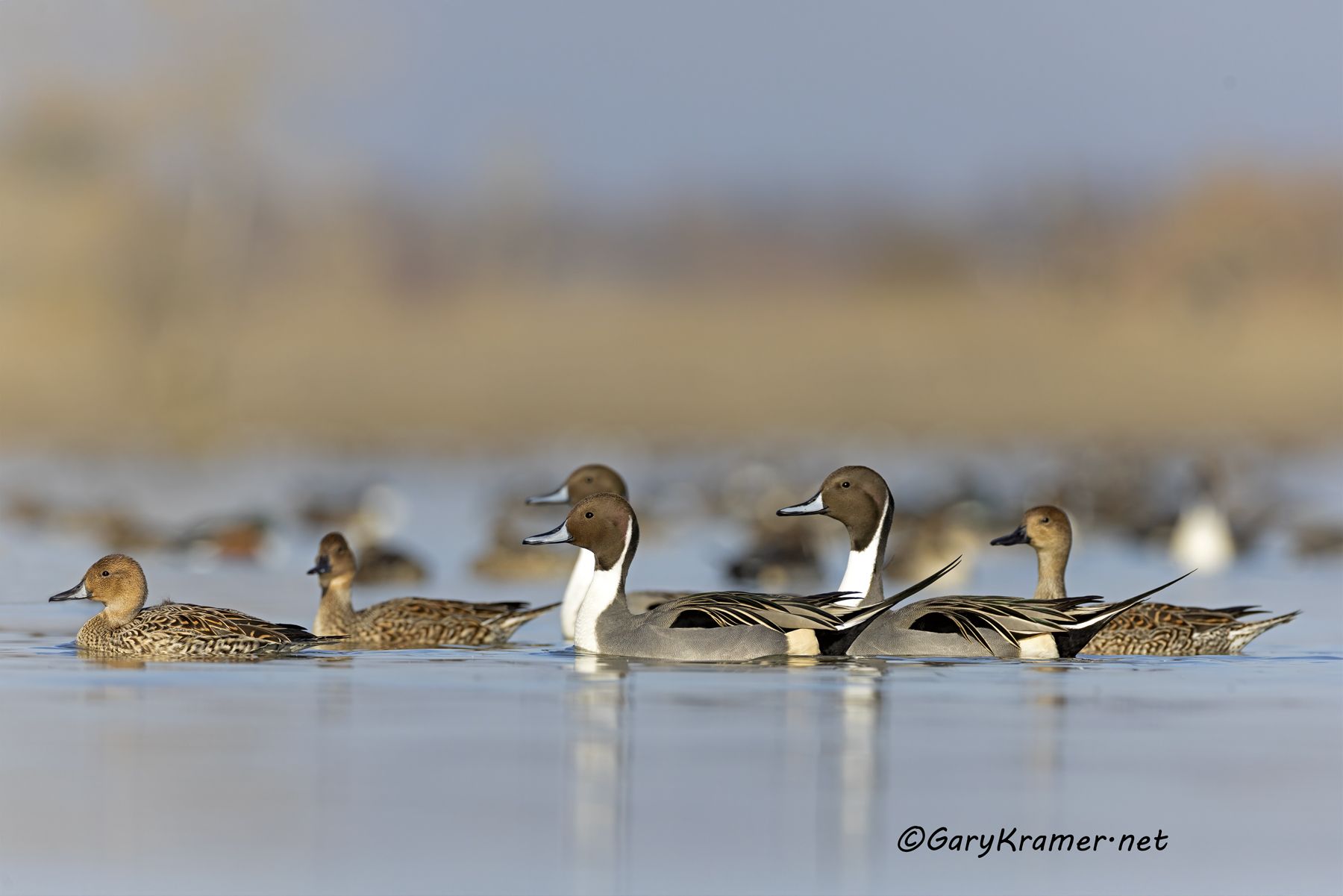 Northern Pintail (Anas acuta) - NBWP(c)#334d