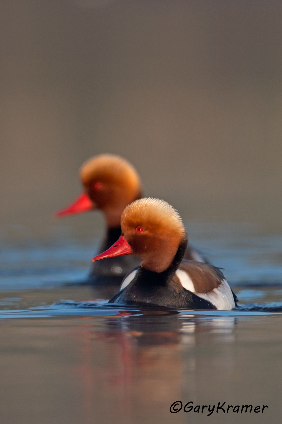 Red-crested Pochard (Netta rufina)  Red-crested Pochard (Netta rufina) - EBWPr#1518d(2)