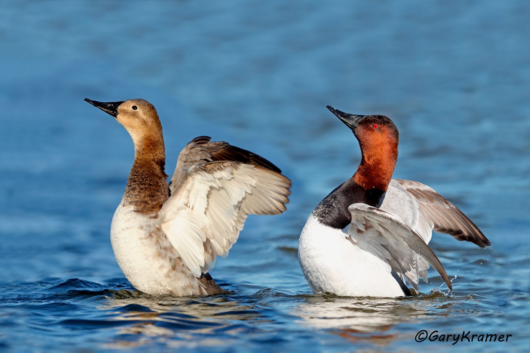 Canvasback (Aythya valisineria) Canvasback (Aythya valisineria) - NBWC#1468d(2)