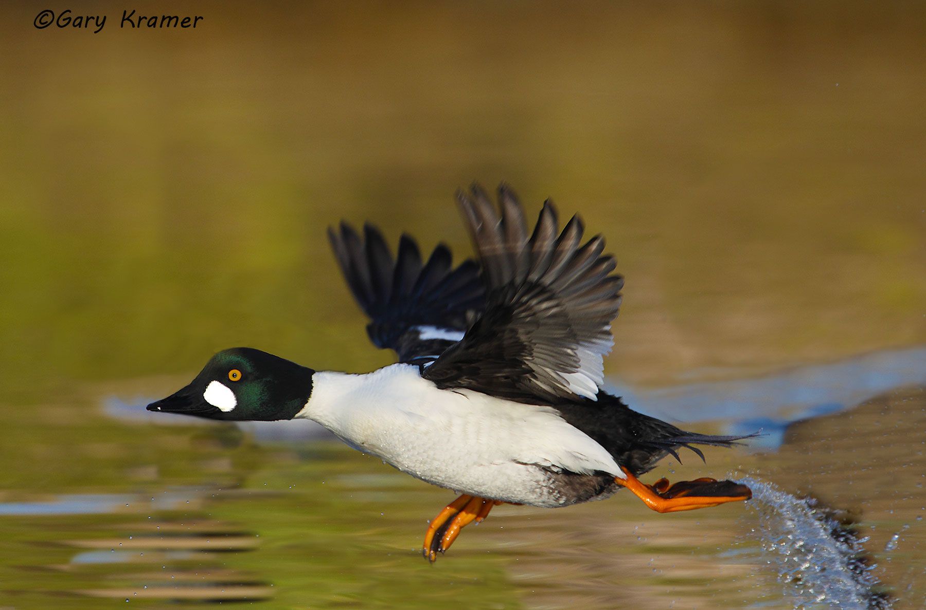 Common Goldeneye (Bucephala clangula) Common Goldeneye (Bucephala clangula) - NBWGc#319d