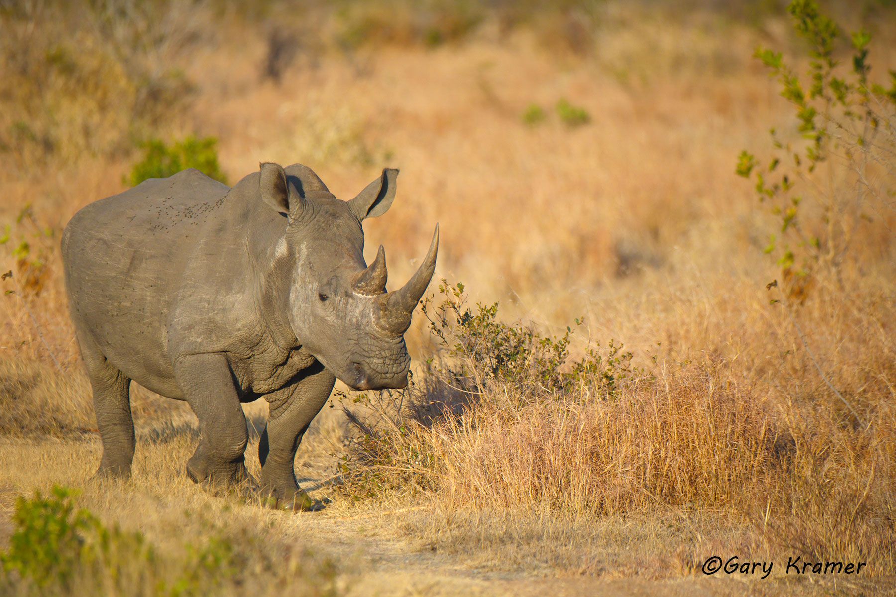 White Rhinoceros (Ceratotherium simum) White Rhinoceros (Ceratotherium simum) - AMRw#242d