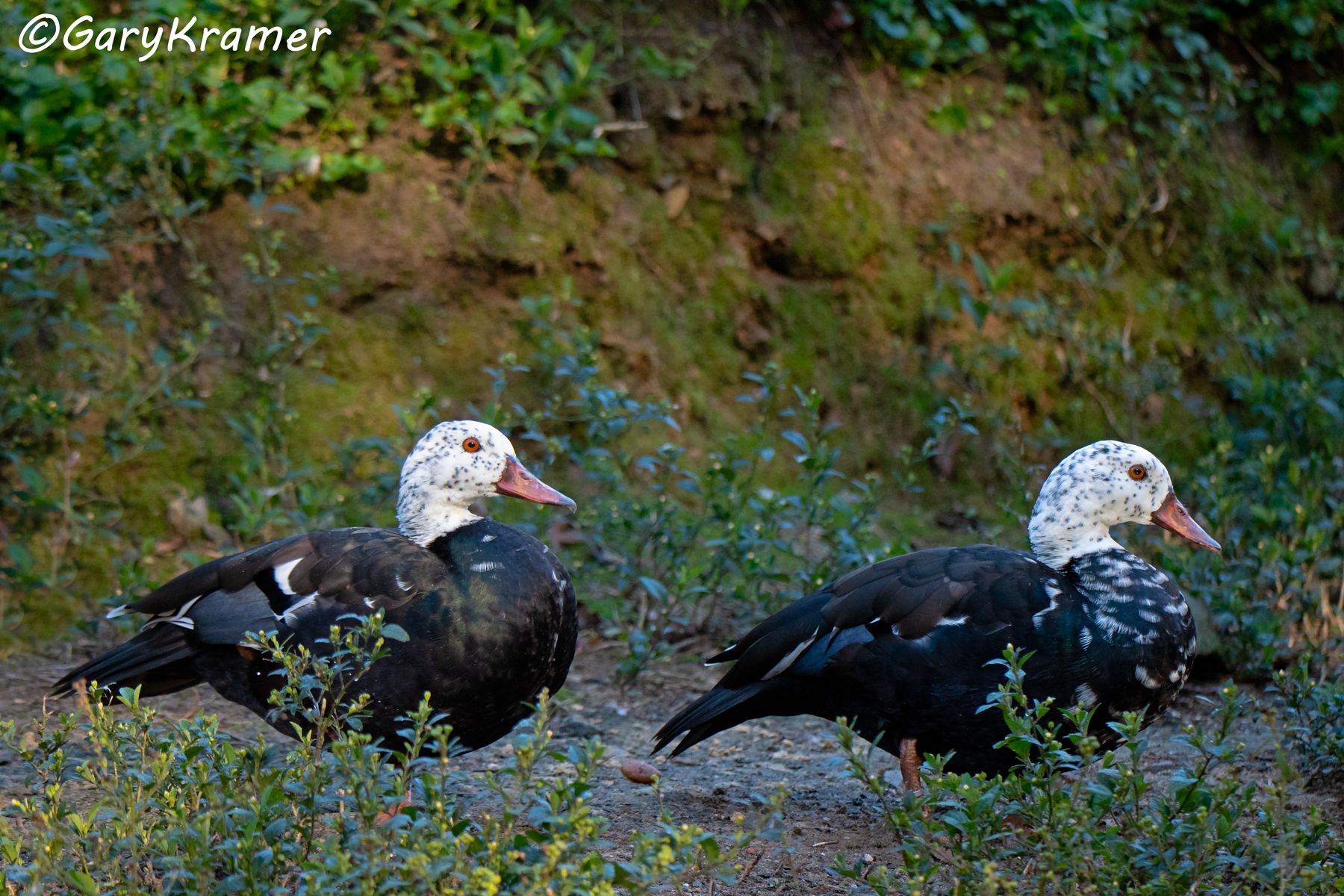 White-winged Duck (Asarcornis scutulata)  White-winged Duck (Asarcornis scutulata) - EBWAs#141d