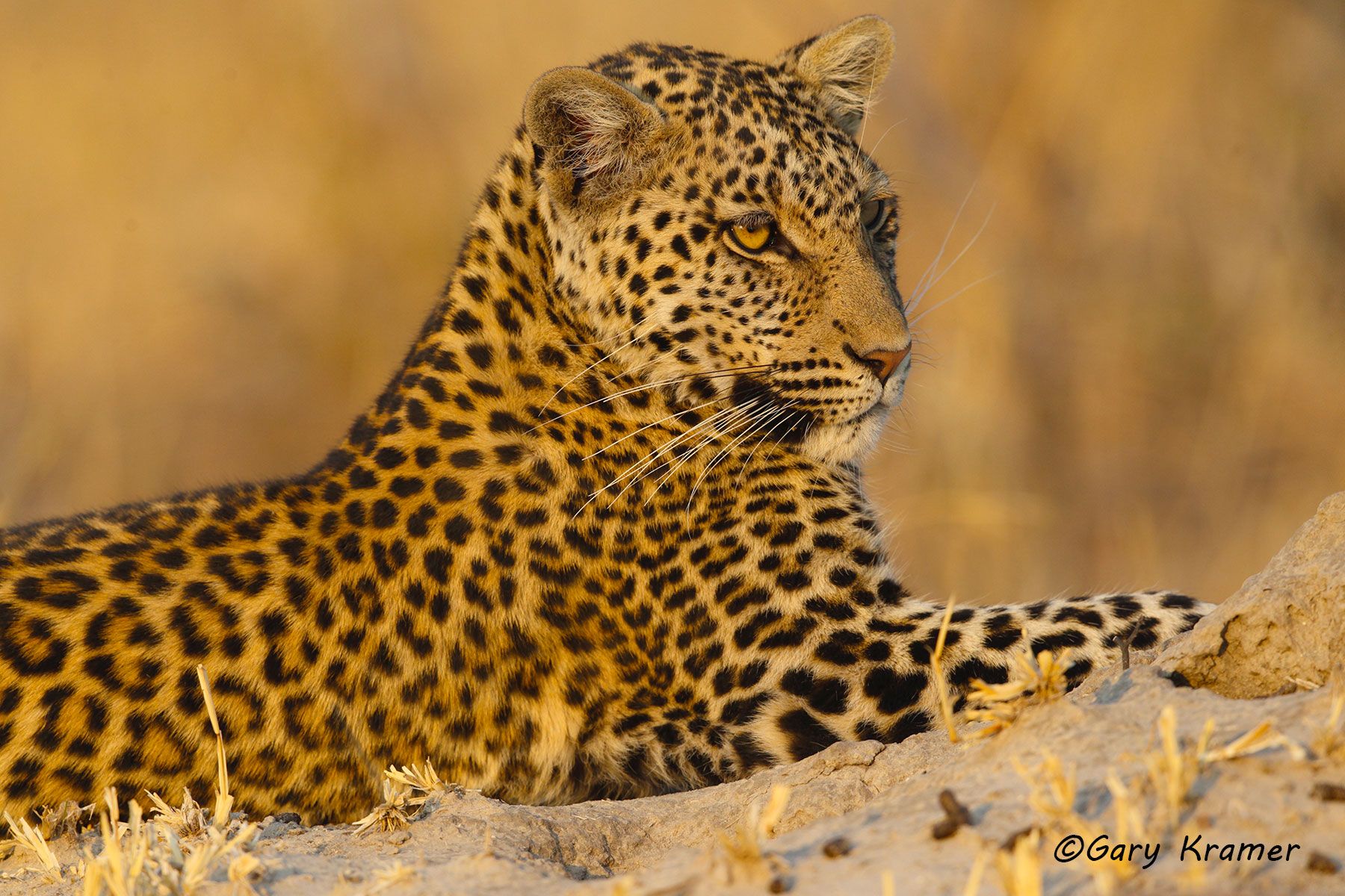 Leopard (Panthera pardus) Leopard (Panthera pardus) - AMPL#390d