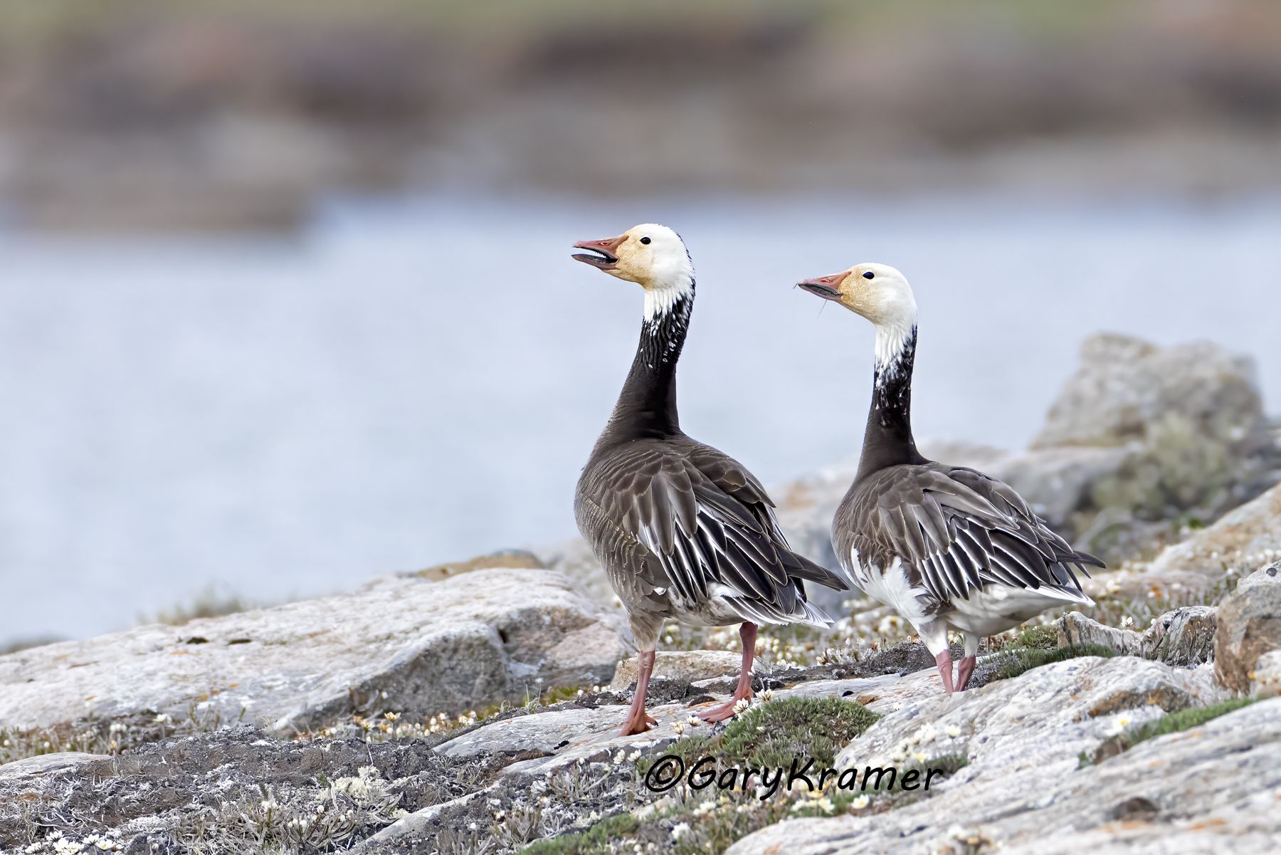 Lesser Snow Goose (Anser caerulescens) - NBWSg#3600d(2)