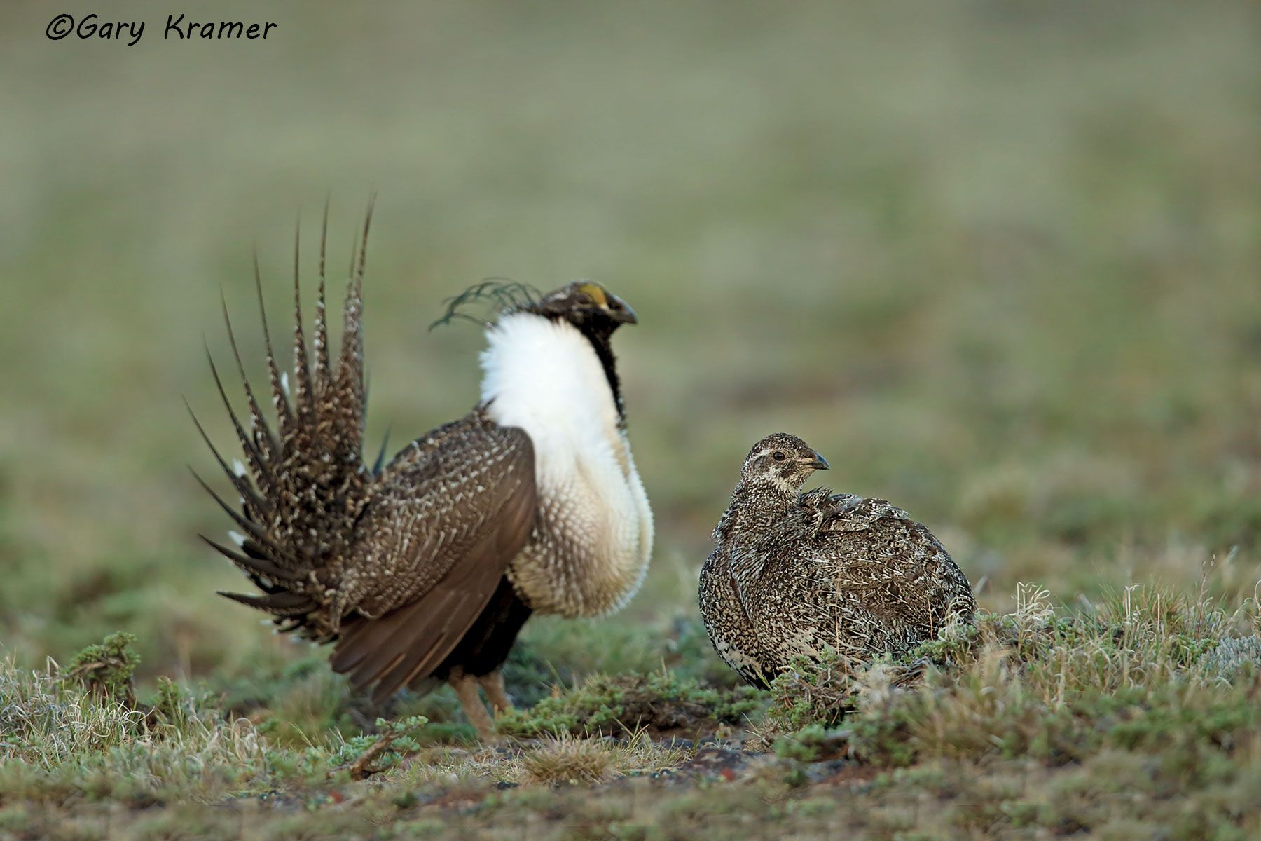 Greater Sage Grouse (Centrocercus urophasianus) - NBGGs#1126d