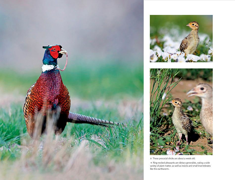 1r2_ring_necked_pheasant_page_6ax.jpg
