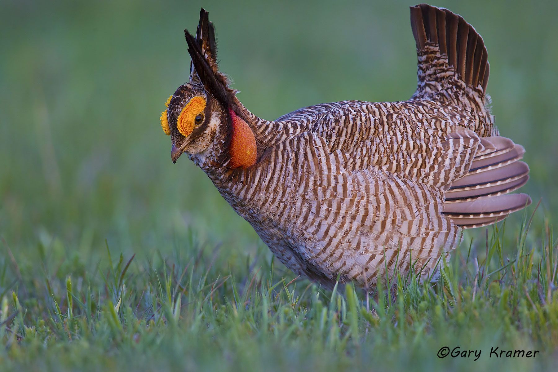 Lesser Prairie Chicken (Tympanchus pallidicinctus) - NBGCl#1504d