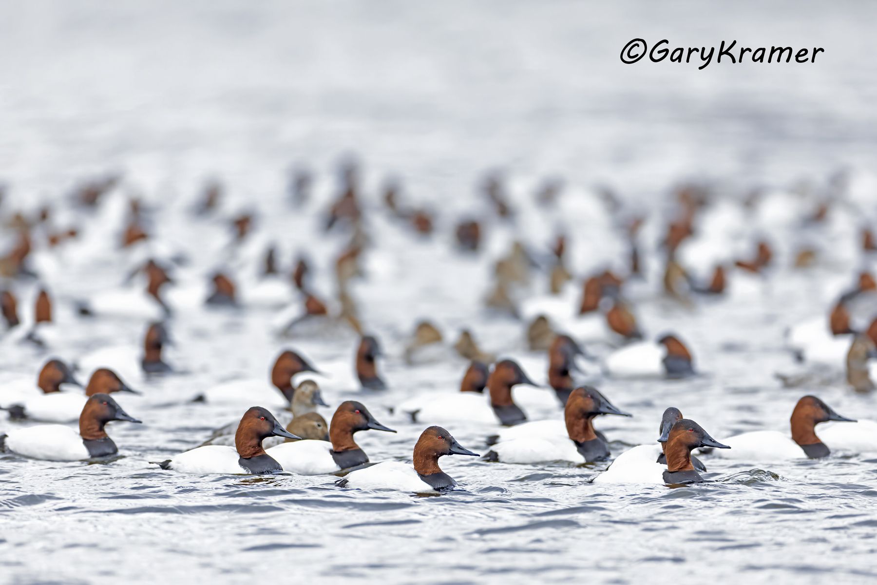 Canvasback (Aythya valisineria) - NBWC#2591d