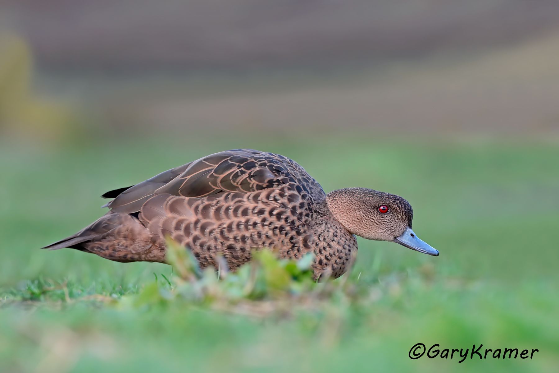 Sunda Teal (Anas gibberifrons)  Sunda Teal (Anas gibberifrons) - EBWTsg#077d