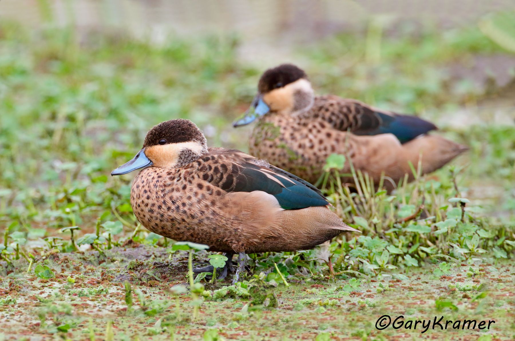 Hottentot Teal (Anas hottentota)  Hottentot Teal (Anas hottentota) - ABWT#149d (Kenya)