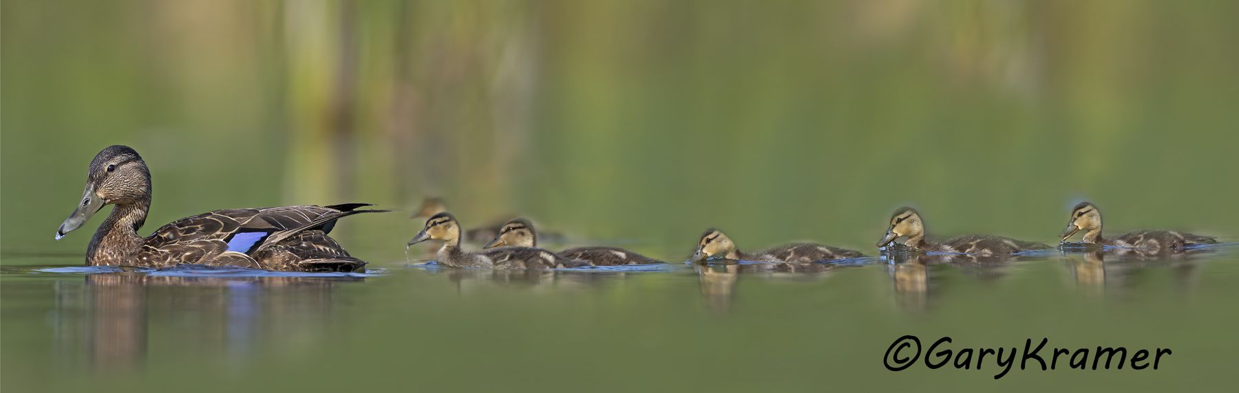 American Black Duck (Anas rubripes) American Black Duck (Anas rubripes) - NBWBd#1540d(P)
