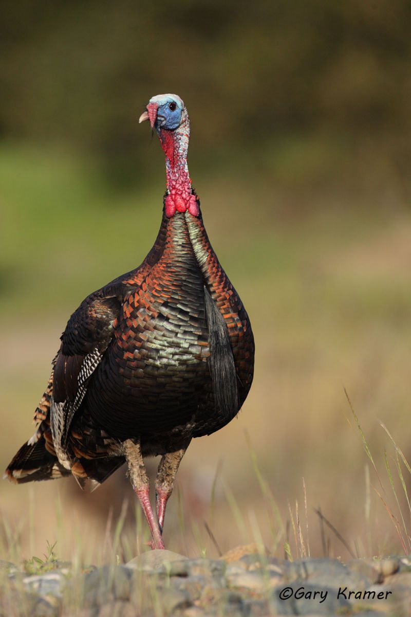 Wild Turkey (Rio Grande) (Meleagris gallopavo intermedia) by GaryKramer.net, 530-934-3873, gkramer@cwo.com Wild Turkey (Rio Grande) (Meleagris gallopavo intermedia) - NBGTr#1233d