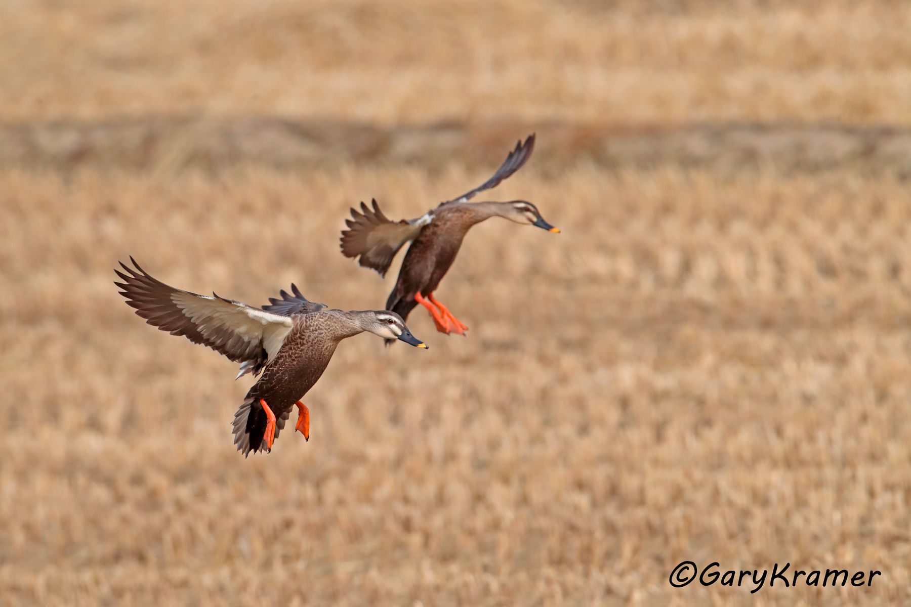 Eastern Spot-billed Duck (Anas zonorhyncha)  Eastern Spot-billed Duck (Anas zonorhyncha) - EBWBe#066d