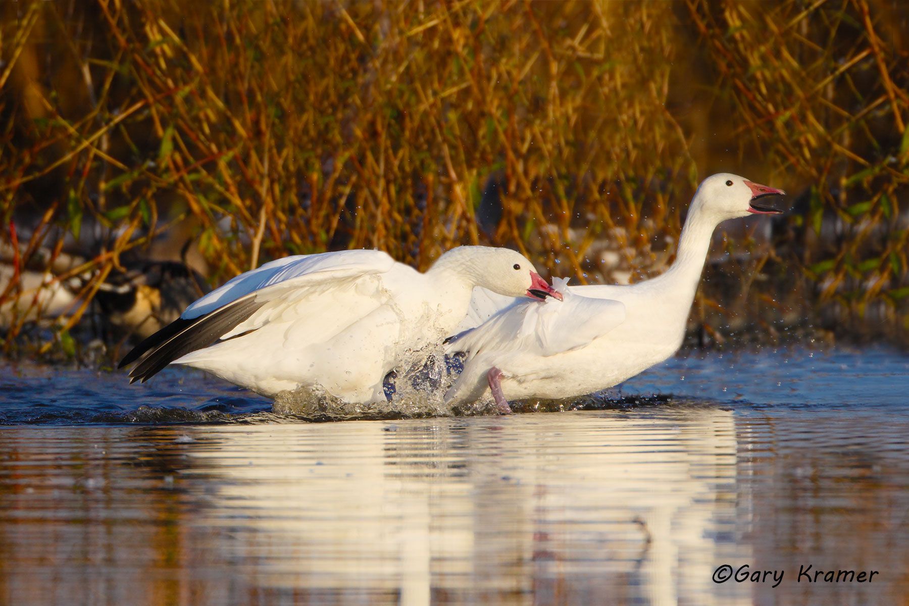 Lesser Snow Goose (Anser caerulescens) - NBWSg#1495d