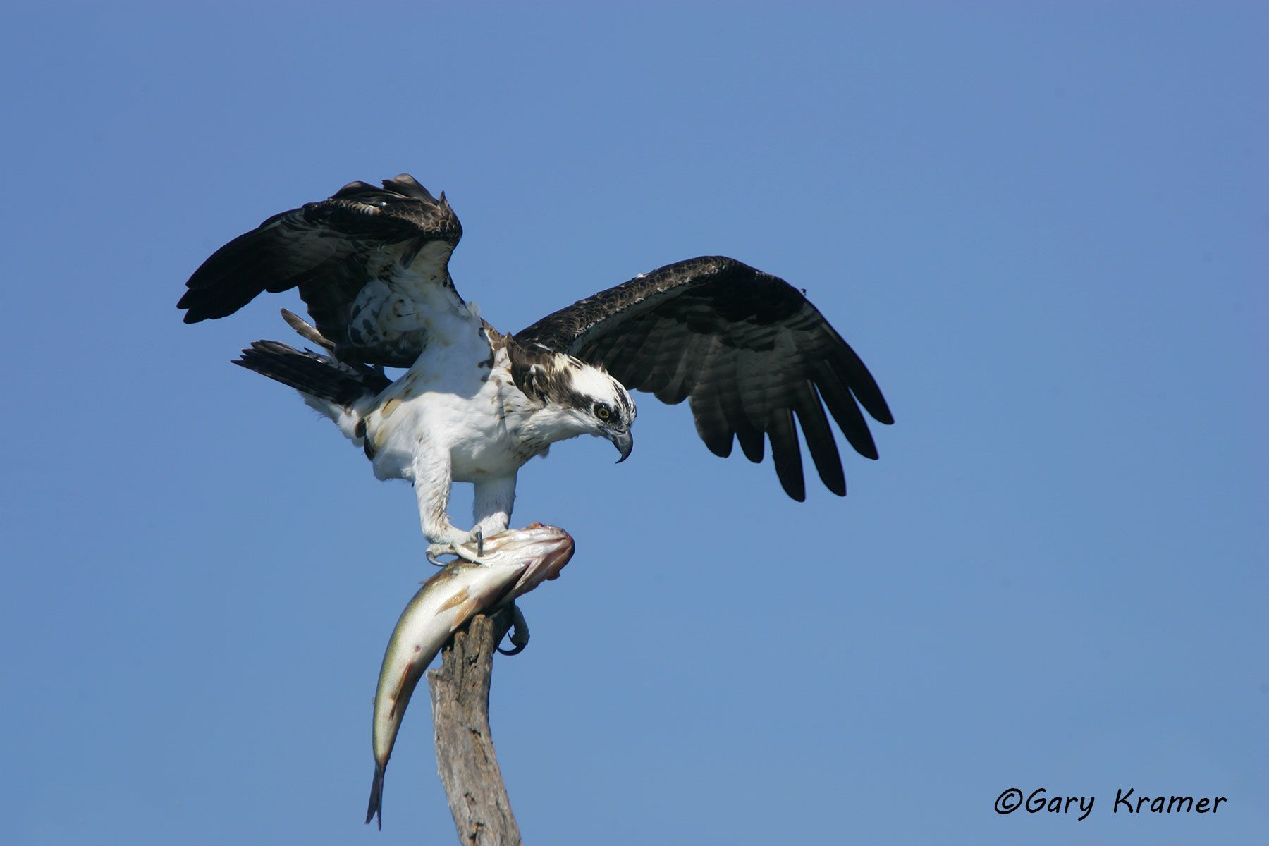 Osprey (Pandion haliaetus) - NBHO#057d