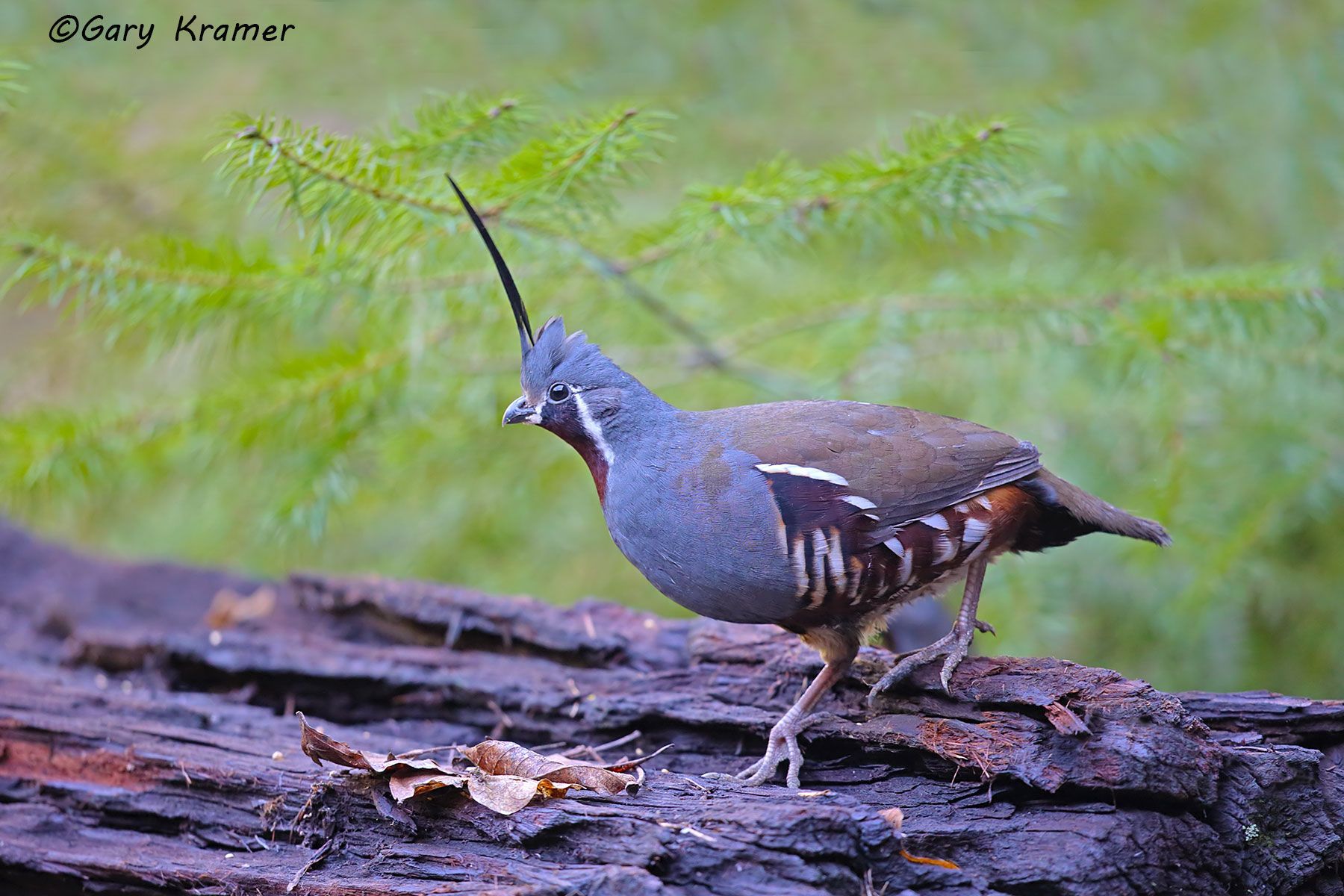 Mountain Quail (Oreortyx pictus) Mountain Quail (Oreortyx pictus) - NBGQm#166d