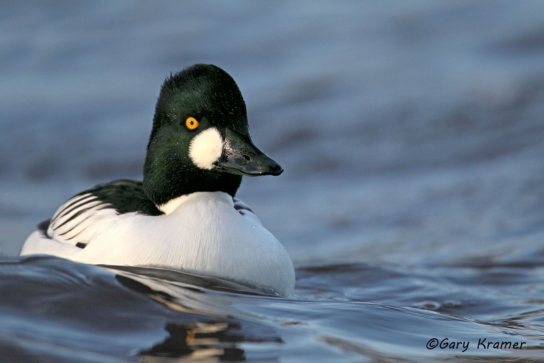 Common Goldeneye (Bucephala clangula) Common Goldeneye (Bucephala clangula) - NBWGc#273d