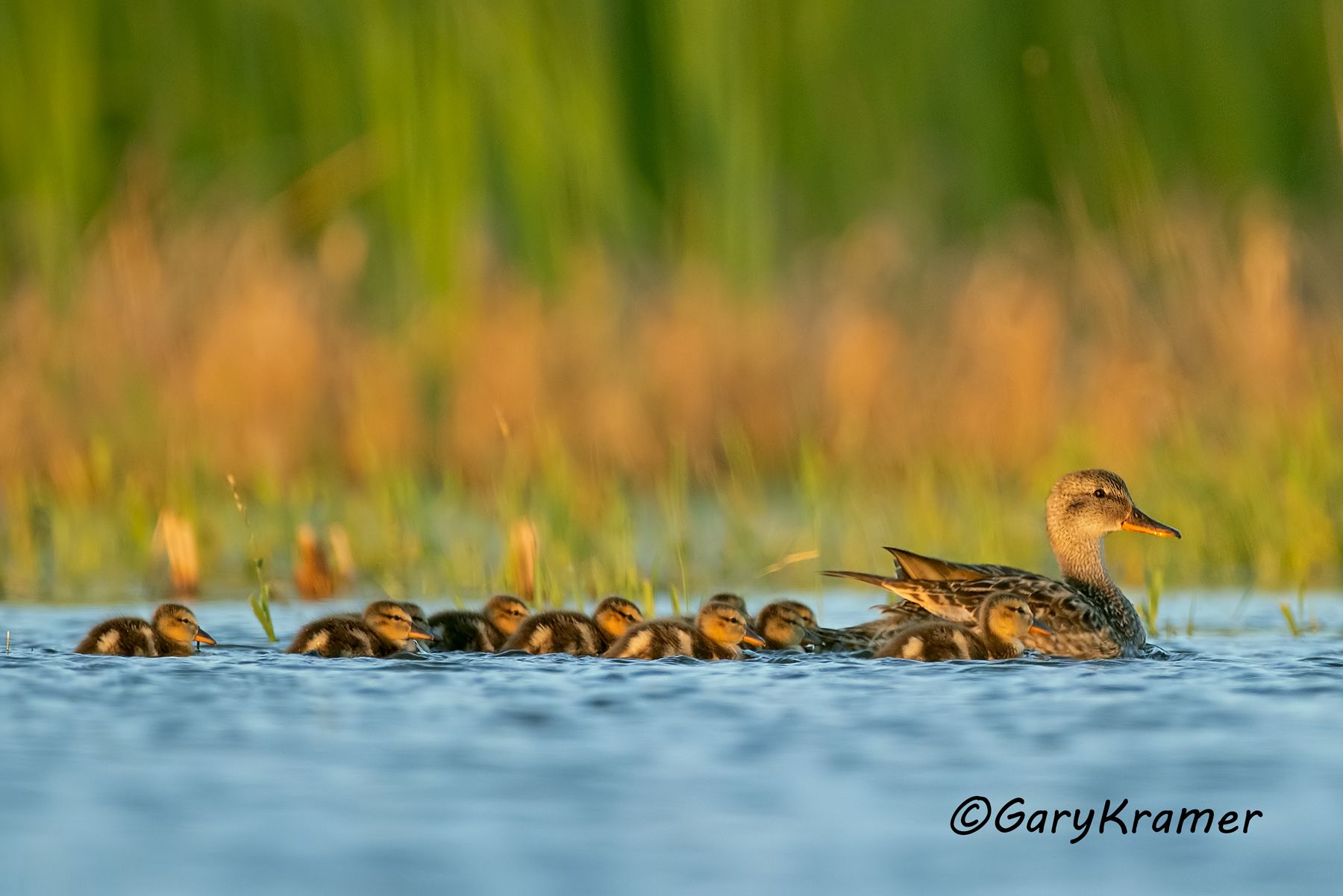 Gadwall (Anas strepera) - NBWG#2652d