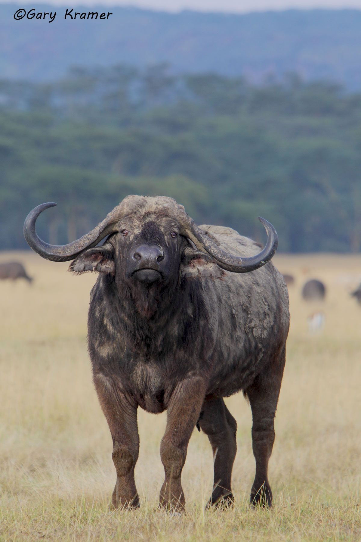 Cape Buffalo (Syncerus caffer) - AMB#780d.jpg