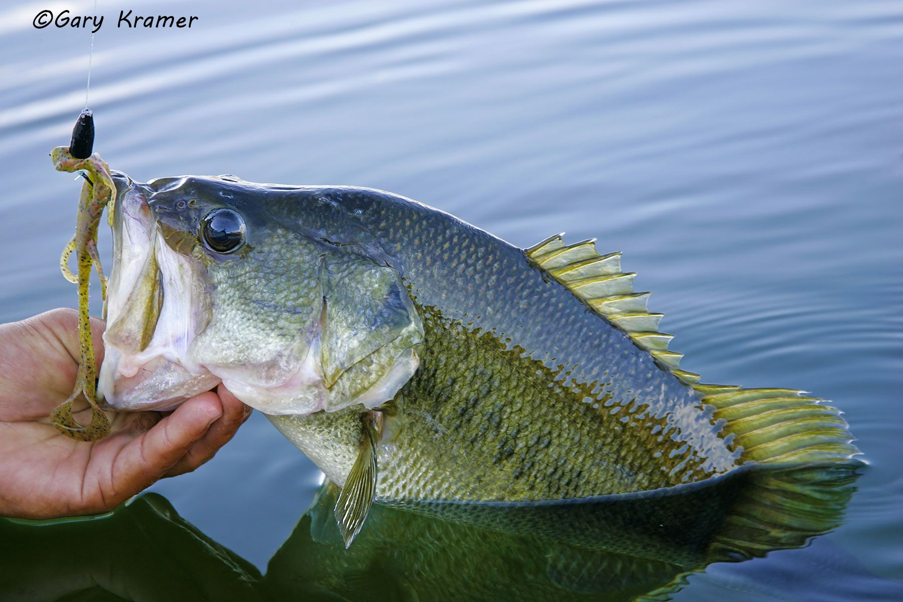 Largemouth Bass/plastic lizard  - NFFBl#185d