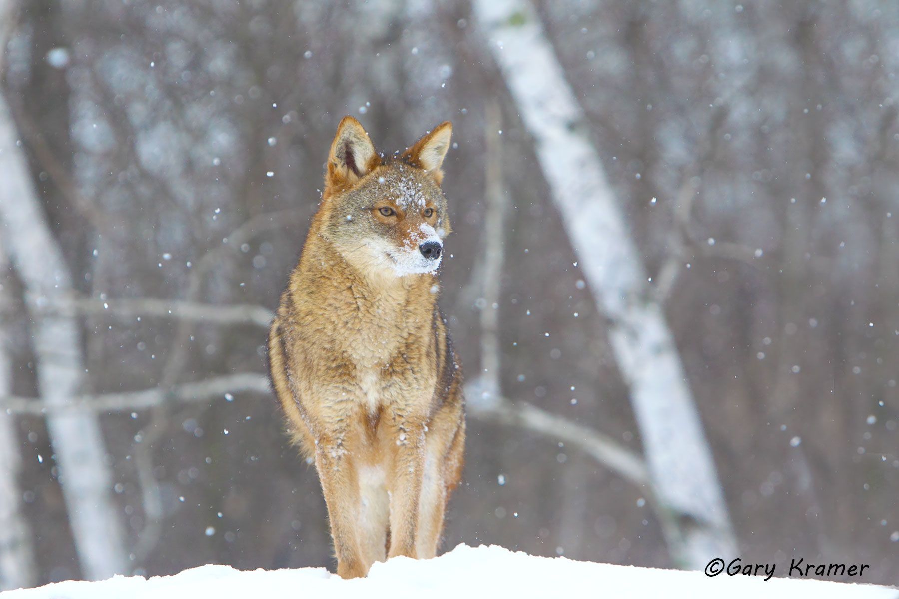 Coyote (Canis latrans) - NMC#820d