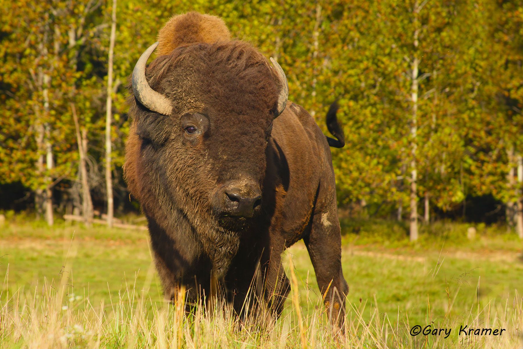 Plains Bison (Bison bison bison) - NMB#308d