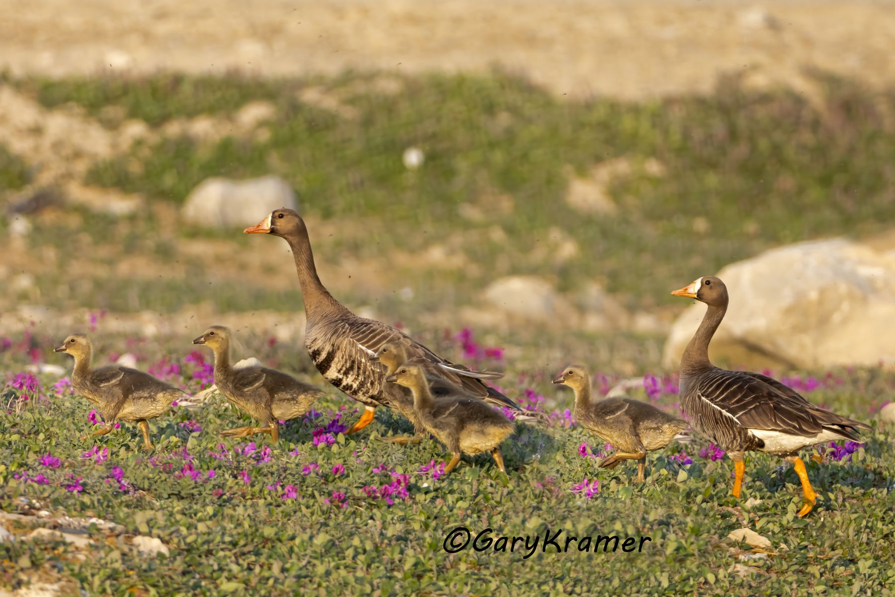 White-fronted Goose (Anser albifrons) - NBWWf#3640d(2)