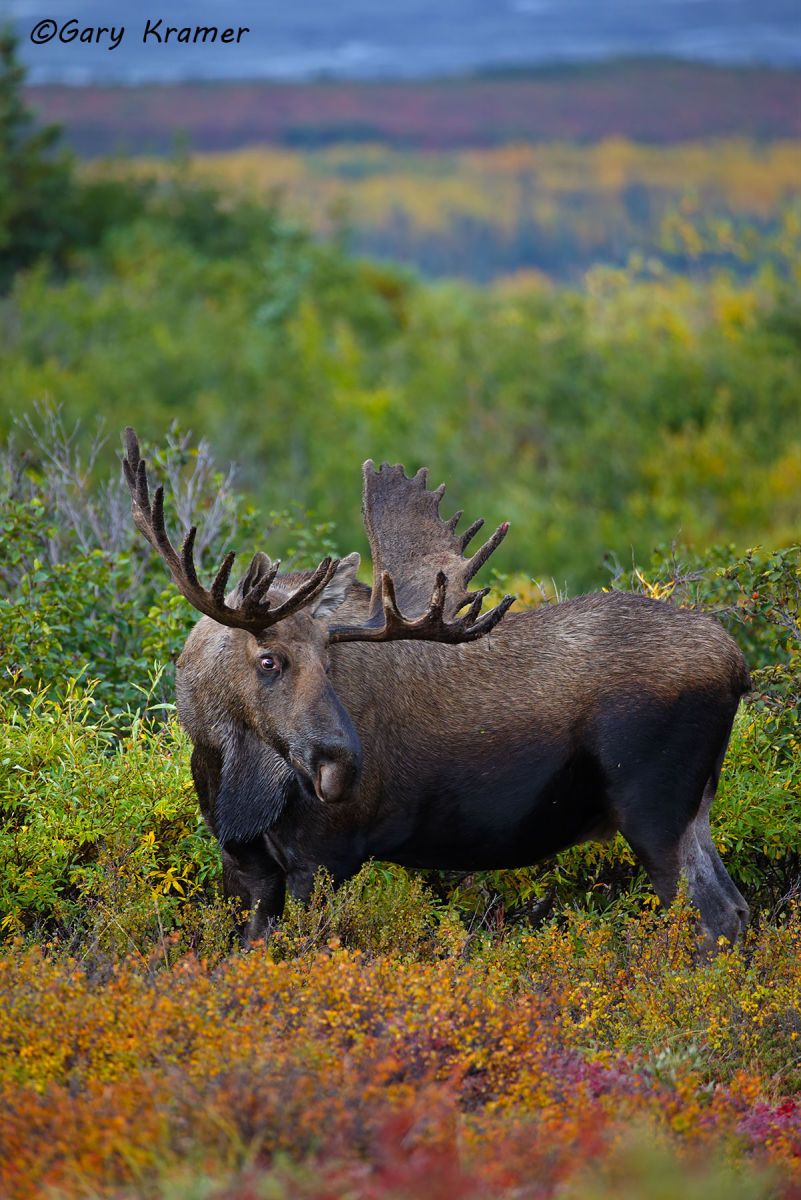 Moose (Alces alces) by GaryKramer.net, 530-934-3873, gkramer@cwo.com Moose (Alces alces) - NMM#494d