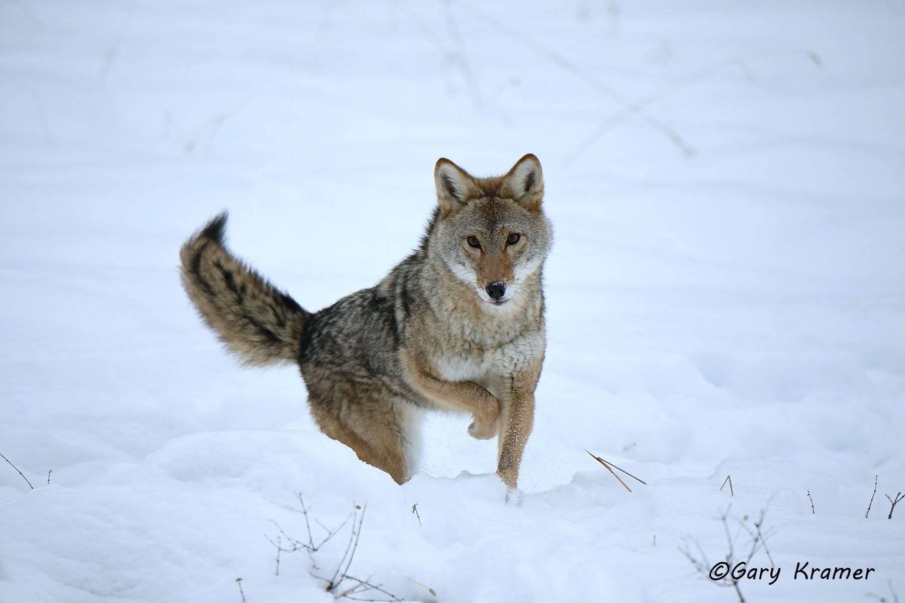 Coyote (Canis latrans) - NMC#1259d