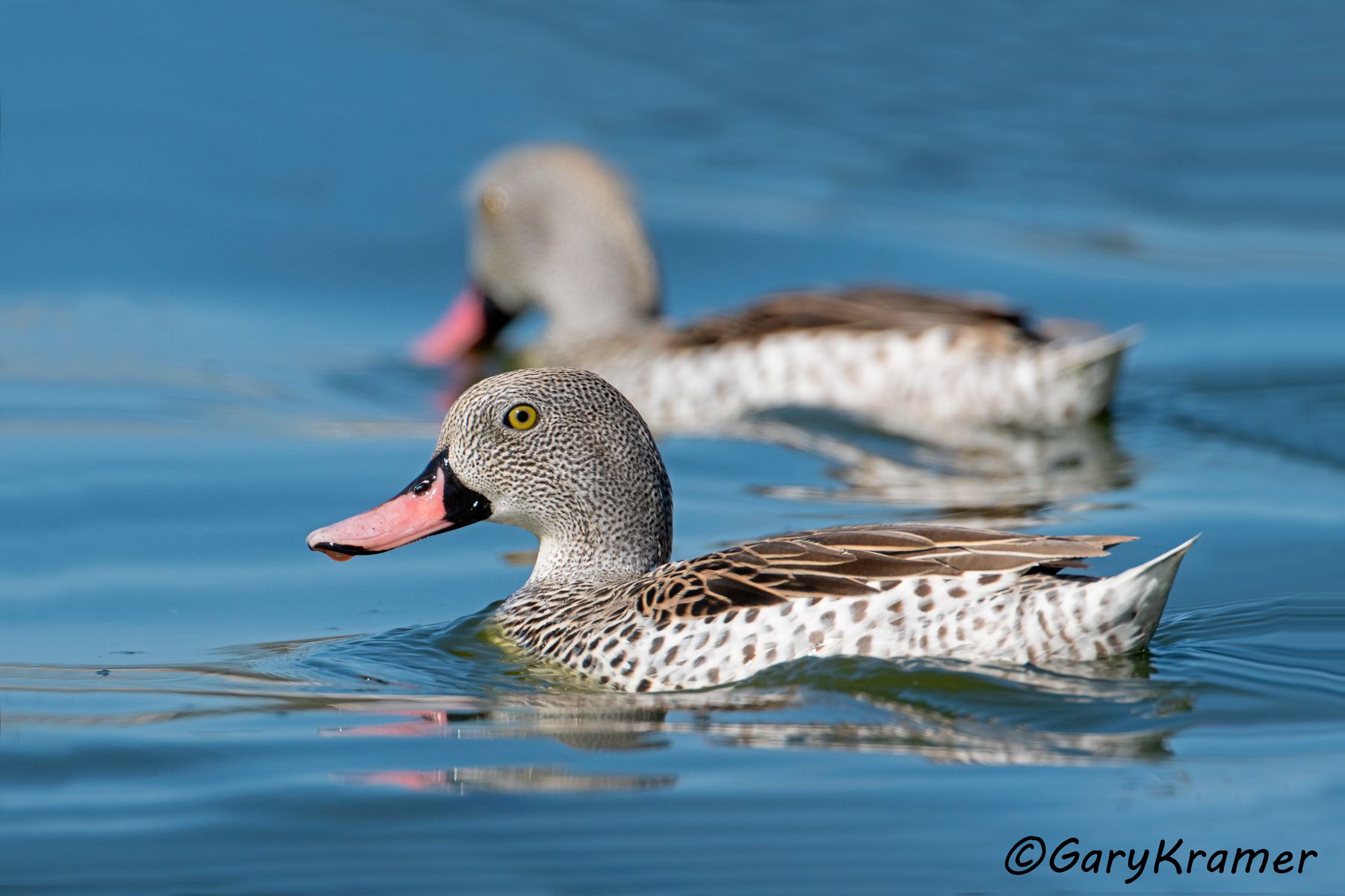 Cape Teal (Anas capensis)  Cape Teal (Anas capensis) - ABWCt#178d (Kenya)