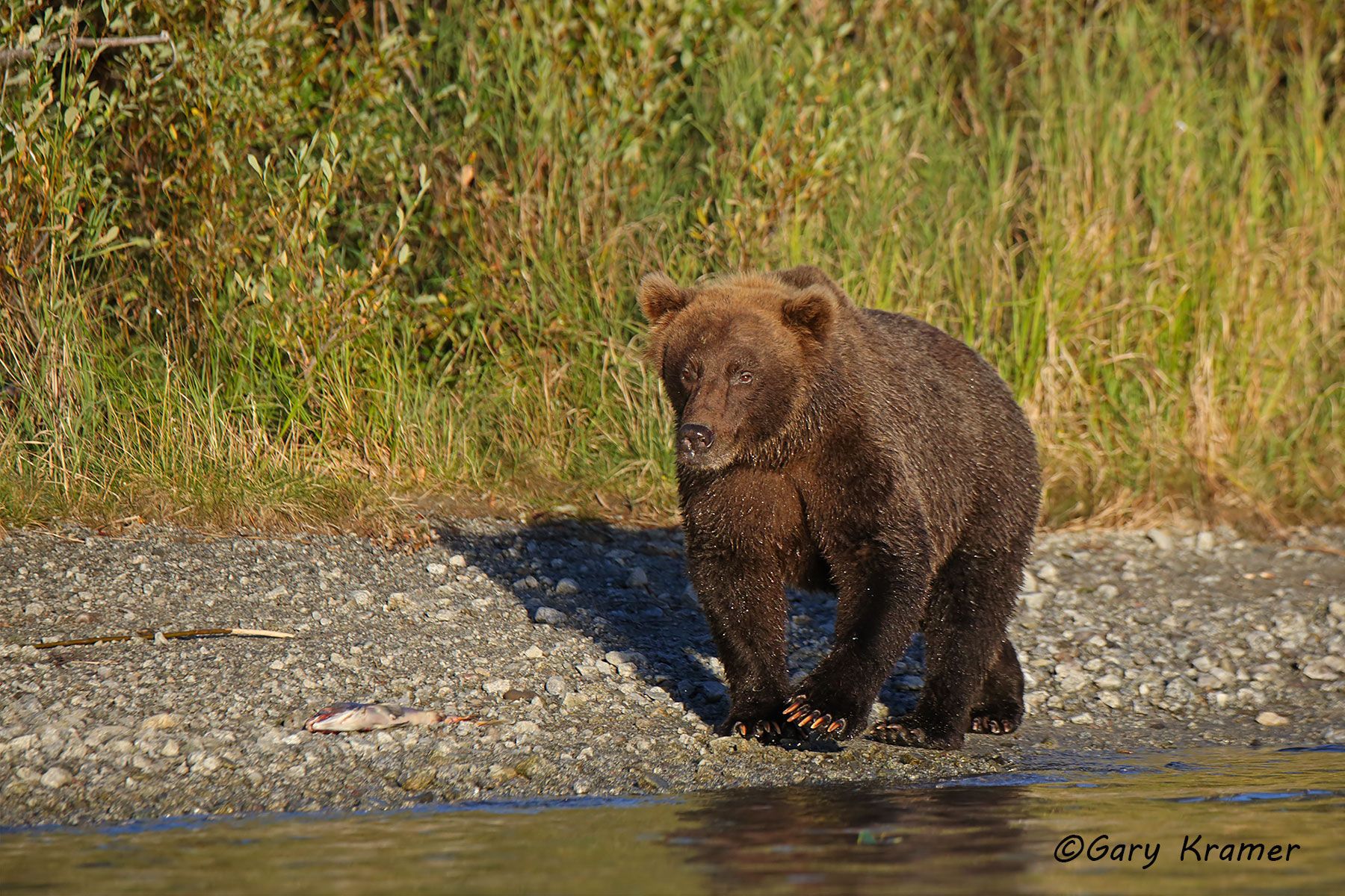 Alaskan Brown Bear (Ursus middlendorffi) by GaryKramer.net, 530-934-3873, gkramer@cwo.com Alaskan Brown Bear (Urusus middlendorffi) - NMBA#370d