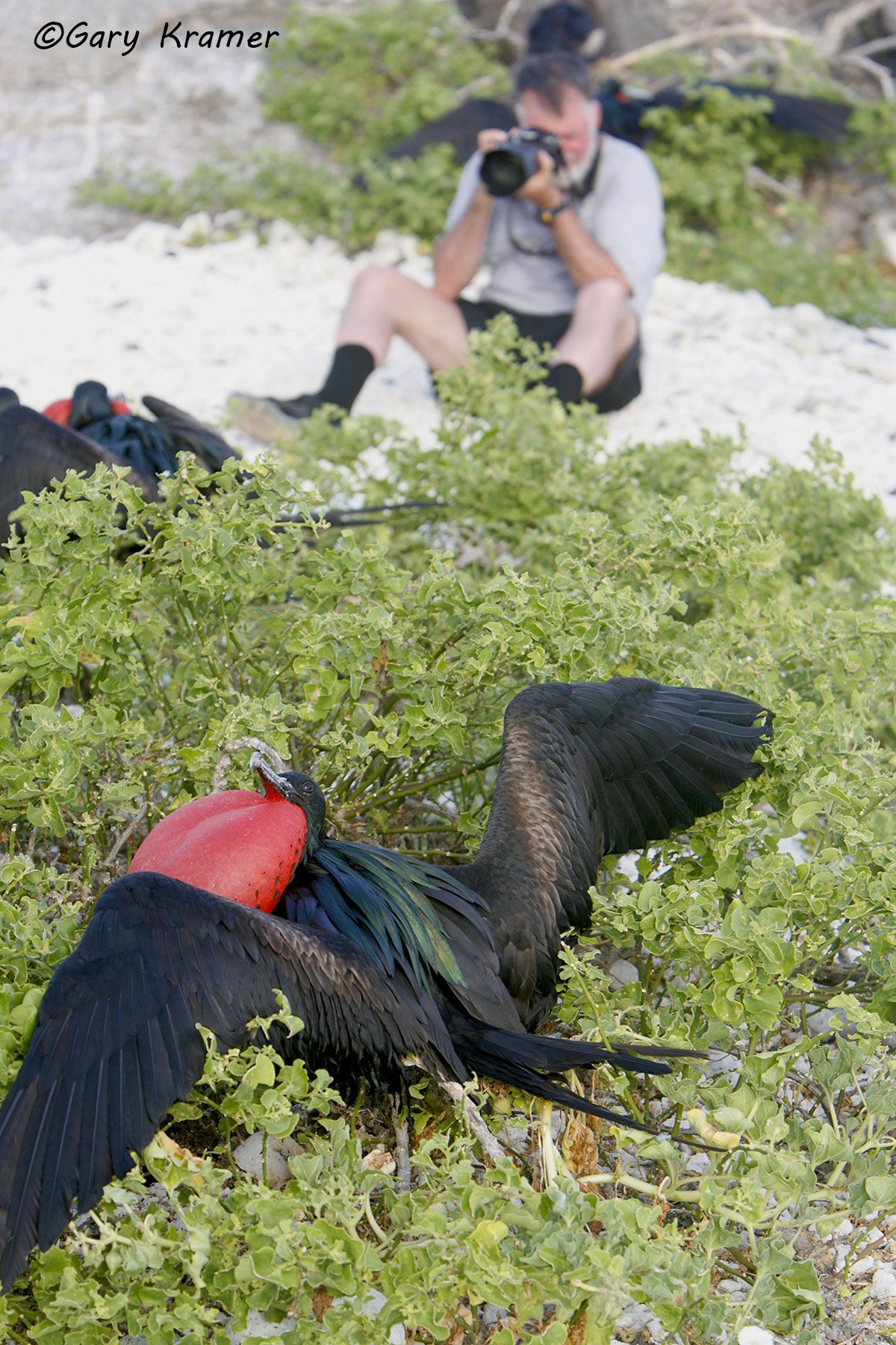 Photographing Great Frigatebirds, Galapagos, Ecuador - STCf#002d.jpg