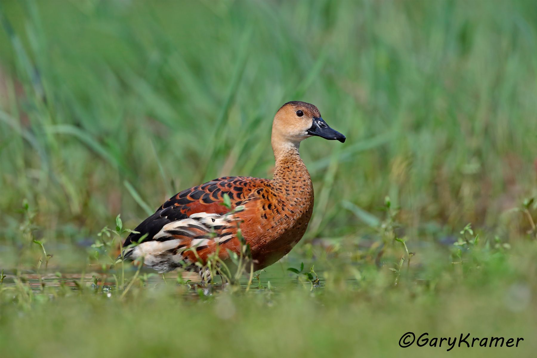 Wandering Whistling Duck (Dendrocygna arcuata)  Wandering Whistling Duck (Dendrocygna arcuata) - OBWW#182d