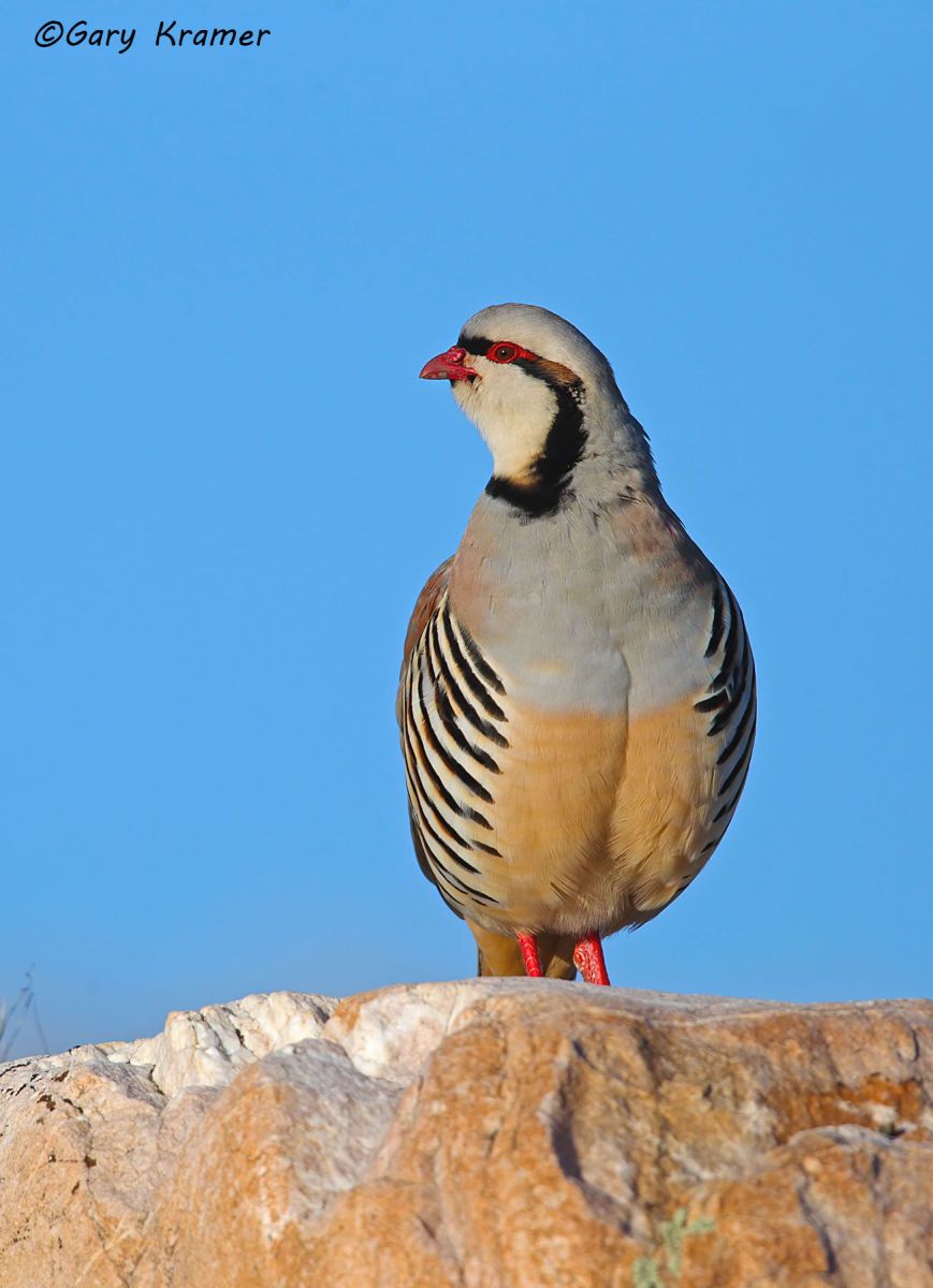 Chukar (Alectoris chukar) Chukar (Alectoris chukar) - NBGC#1166d(2)