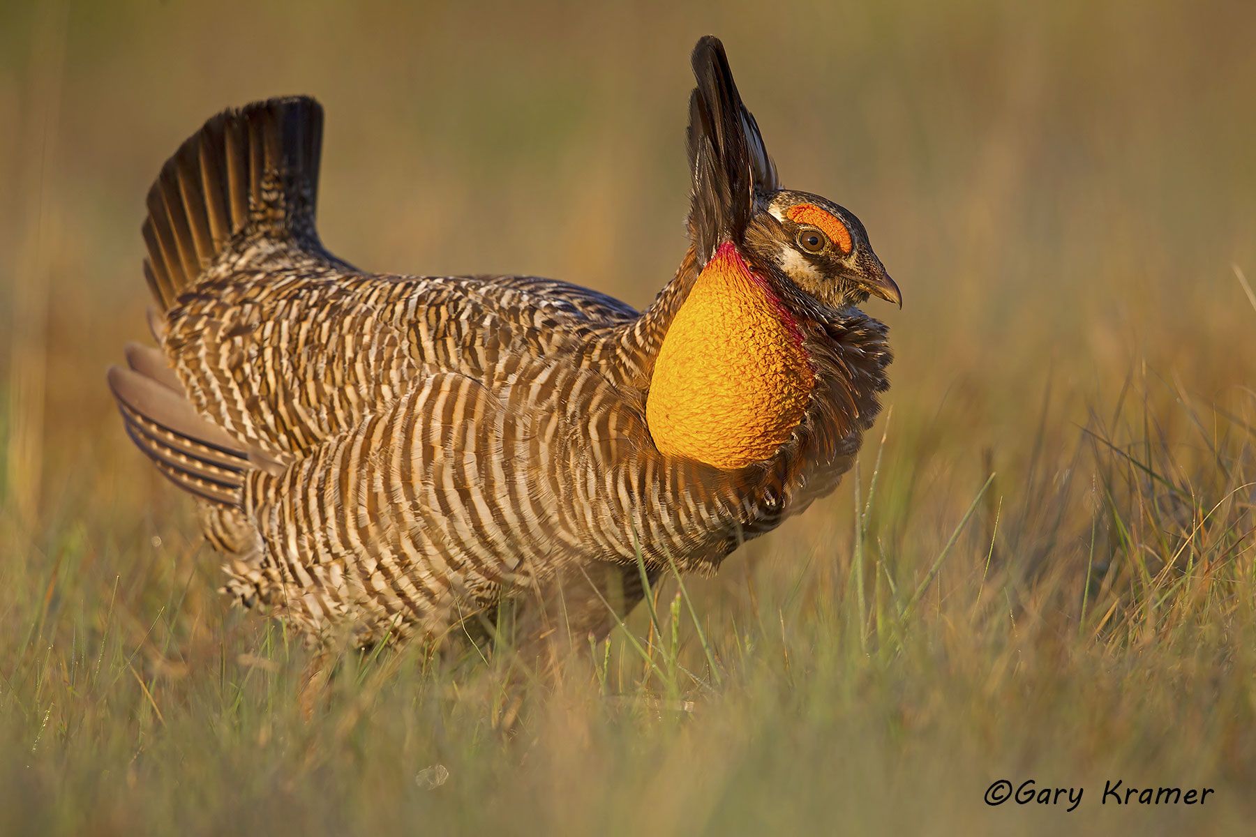 Attwater's Prairie Chicken (Tympanuchus cupido attwateri) - NBGCa#565d