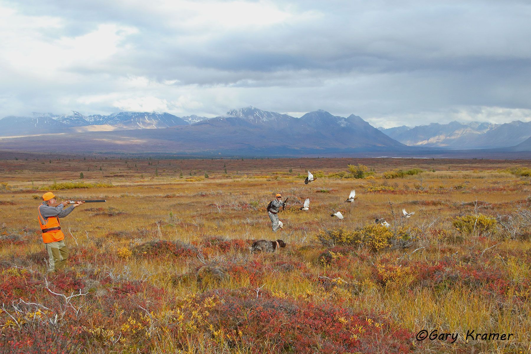 Hunter(s) w/German Wirehaired Pointer(s) shooting at flushing Willow Ptarmigan Hunter(s) w/German Wirehaired Pointer shooting at flushing Willow Ptarmigan - NHLsp#024d