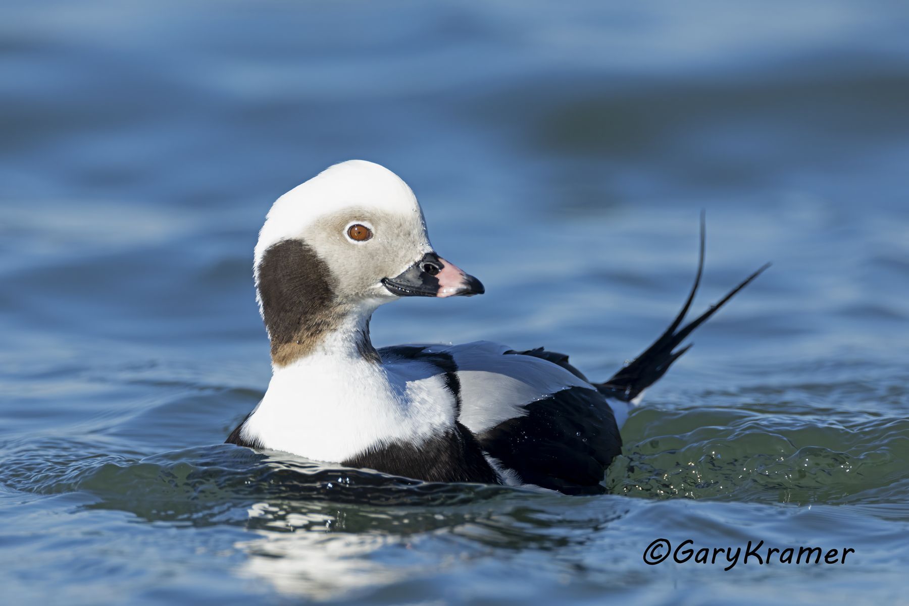 Long-tailed Duck (Clangula hyemalis) - NBWO#779d